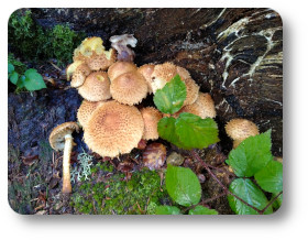 champignon